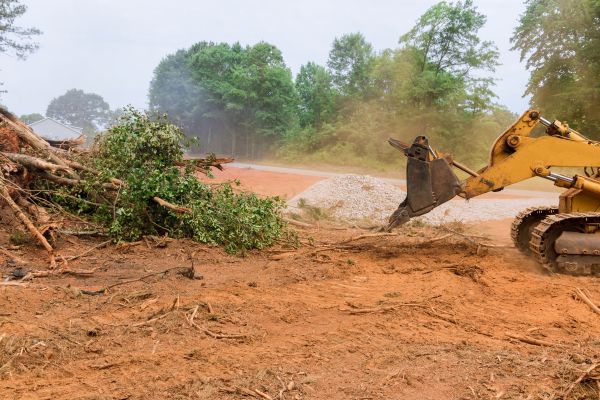 Cost of Forestry Mulching Service in Lake Placid