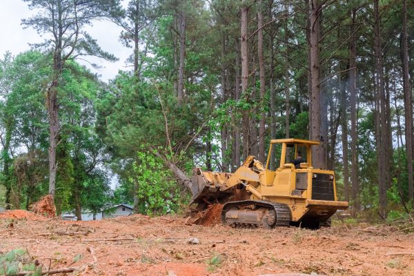 Cost of Forest Thinning in Lake Placid