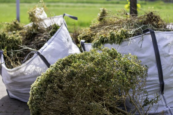 Cost of Bushes Clearing in Lake Placid