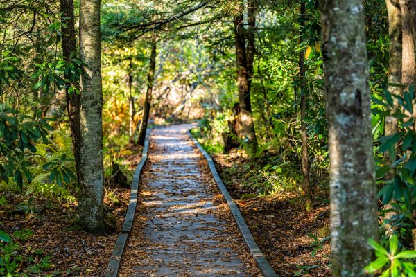 Cost of Trail Clearing in Lake Placid